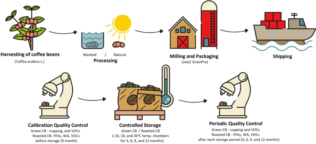 Green Coffee Bean Export Process