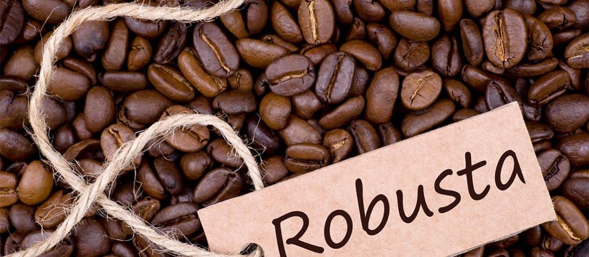 Robusta coffee beans supplier