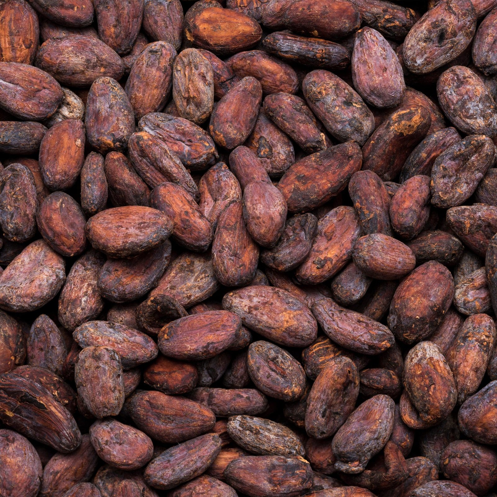 Organic cocoa beans supplier
