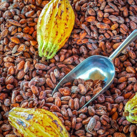 Organic cocoa beans