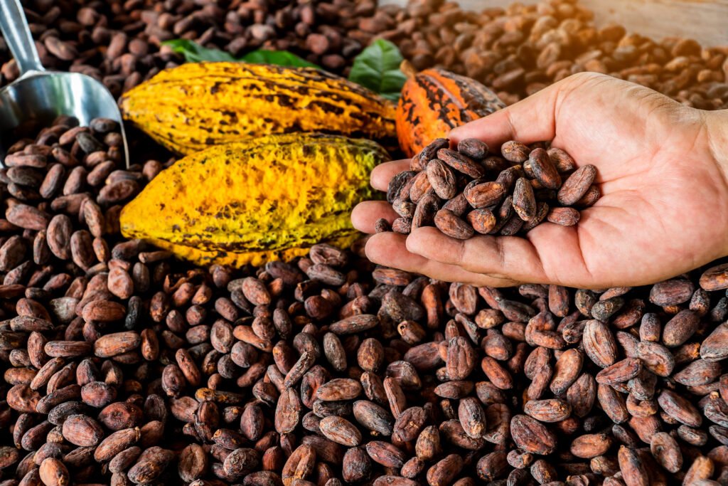 Premium cocoa beans export supplier from South Africa