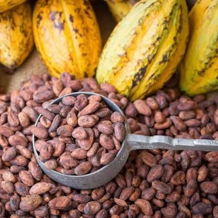 Bulk cocoa beans supplier