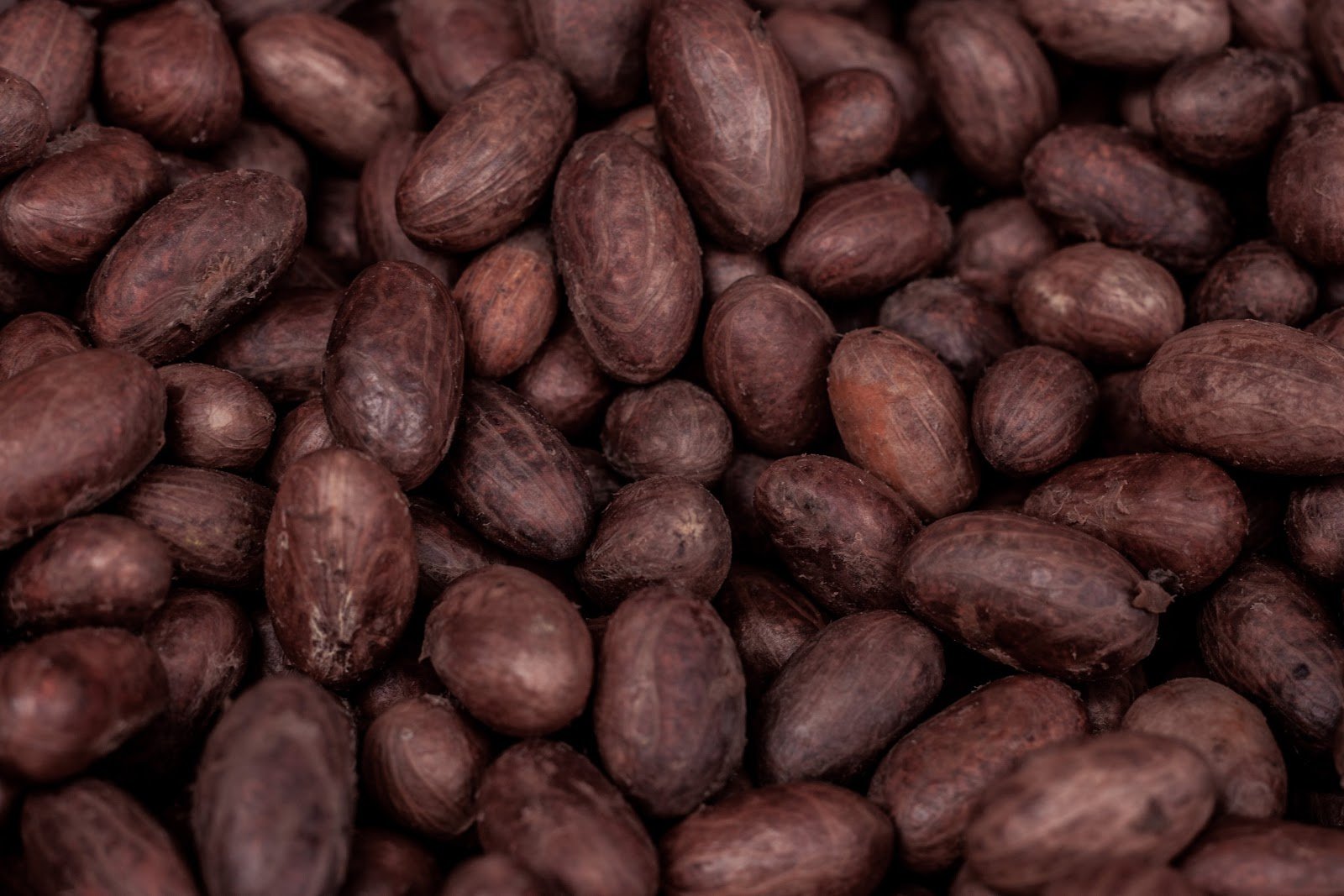 Wholesale cocoa beans supplier for export