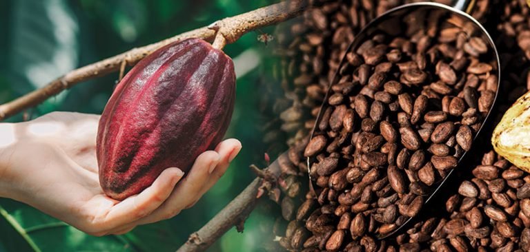 Coffee Export Documentation Guide